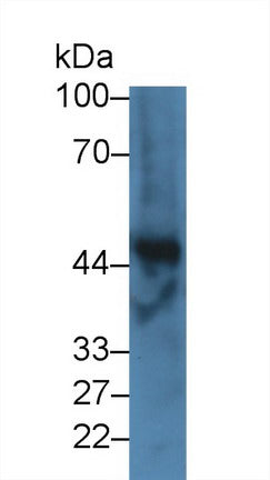 Western Blot; Sample: Recombinant protein.