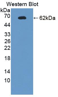 Endonuclease G, Mitochondrial (ENDOG) Polyclonal Antibody - image 2