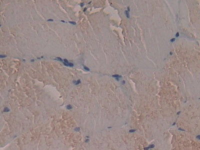 Endonuclease G, Mitochondrial (ENDOG) Polyclonal Antibody - image 4