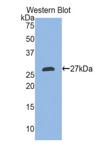 Ectodysplasin A (EDA) Polyclonal Antibody - image 2