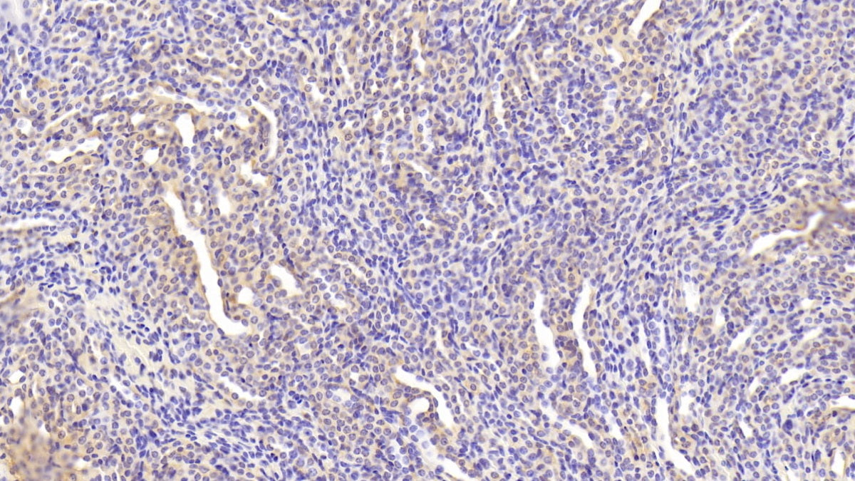 DABstainingonIHC-P.Samples:MouseTissue)
