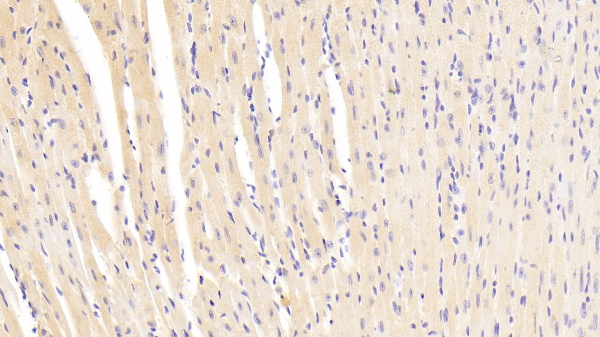 Ectodysplasin A (EDA) Polyclonal Antibody - image 4