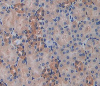 Dystrobrevin Binding Protein 1 (DTNBP1) Polyclonal Antibody - image 3