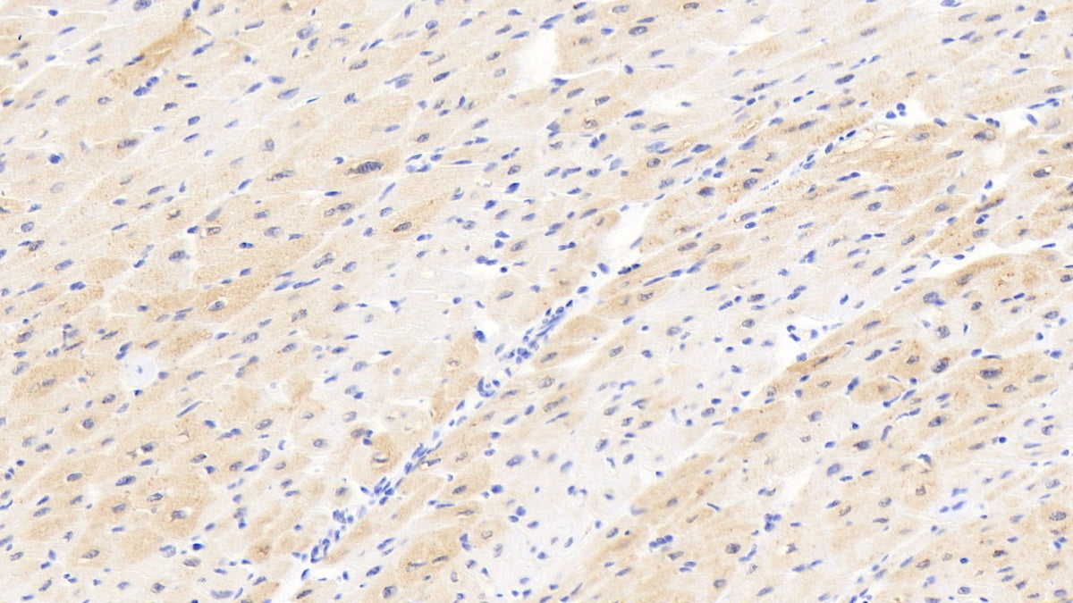 Carnitine Palmitoyltransferase 2, Mitochondrial (CPT2) Polyclonal Antibody - image 4