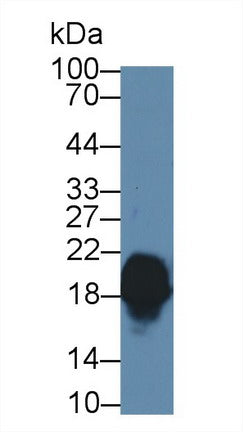 Western Blot; Sample: Recombinant protein.