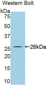 Cardiotrophin Like Cytokine Factor 1 (CLCF1) Polyclonal Antibody - image 2