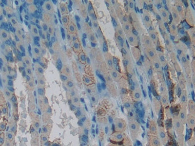 DAB staining on IHC-P; Samples: Mouse Stomach Tissue)