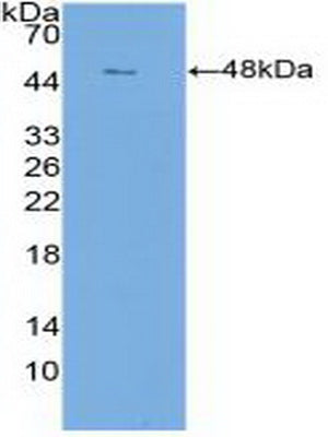 Claudin 1 (CLDN1) Polyclonal Antibody - image 2