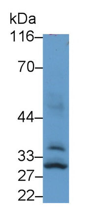 Cytokine Inducible SH2 Containing Protein (CISH) Polyclonal Antibody - image 2