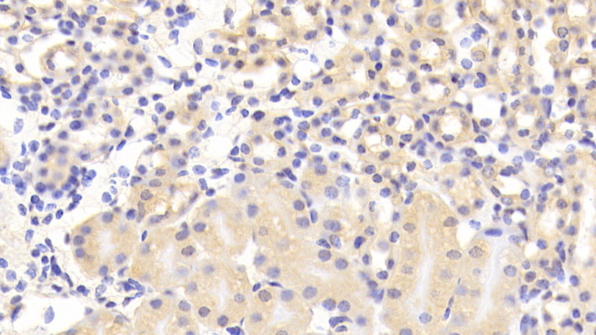 Calcium Modulating Ligand (CAMLG) Polyclonal Antibody - image 5