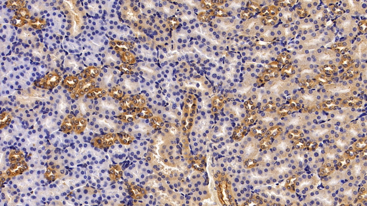 Annexin A6 (ANXA6) Polyclonal Antibody - image 4