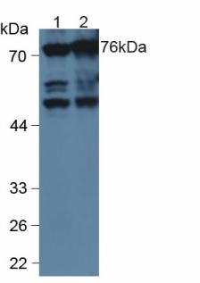 Western Blot; Sample: Recombinant ANXA6, Human.
