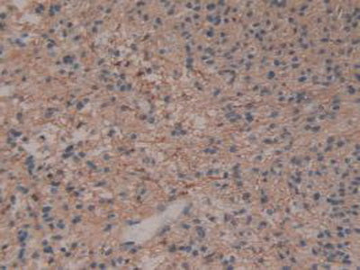 Annexin A6 (ANXA6) Polyclonal Antibody - image 5
