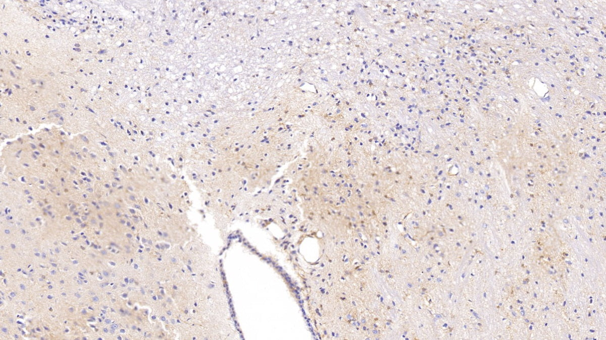DABstainingonIHC-P.Samples:RatTissue)