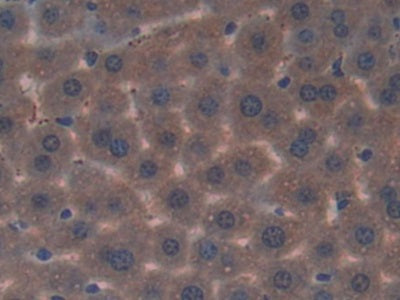 DAB staining on IHC-P; Samples:Mouse Stomach Tissue