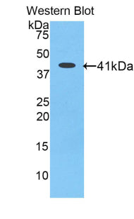 Angiotensin III (AngIII) Polyclonal Antibody - image 2