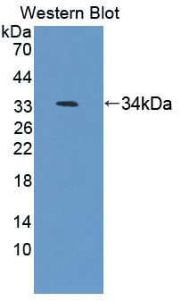 Antizyme Inhibitor 1 (AZIN1) Polyclonal Antibody - image 2