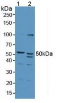 Western Blot; Sample: Recombinant AZIN1, Human.