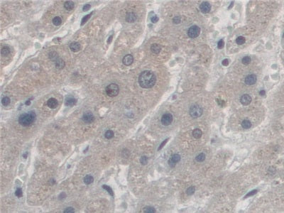 DAB staining on IHC-P; Samples: Human Stomach Tissue