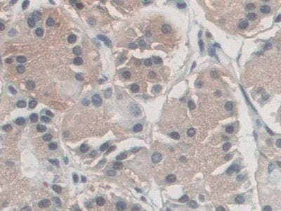 Antizyme Inhibitor 1 (AZIN1) Polyclonal Antibody - image 5