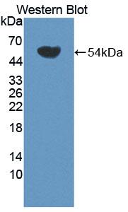 Ancient Ubiquitous Protein 1 (AUP1) Polyclonal Antibody - image 2