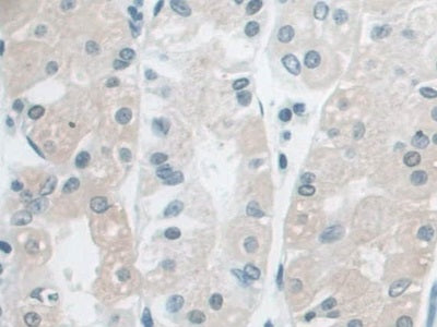 DAB staining on IHC-P; Samples: Human Stomach Tissue