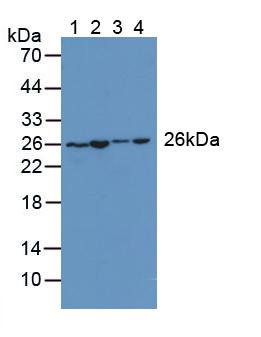 Western Blot; Sample: Recombinant AK2, Rat.