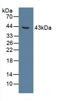 Western Blot; Sample: Recombinant AGXT, Rat.