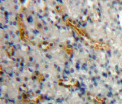 Anterior Gradient 2 (AGR2) Polyclonal Antibody - image 4