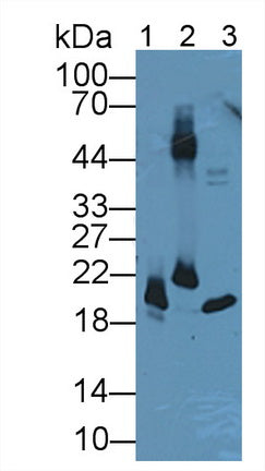 DAB staining on IHC-P; Samples: Mouse Stomach Tissue;  Primary Ab: 10µg/ml Rabbit Anti-Mouse AGR2 An