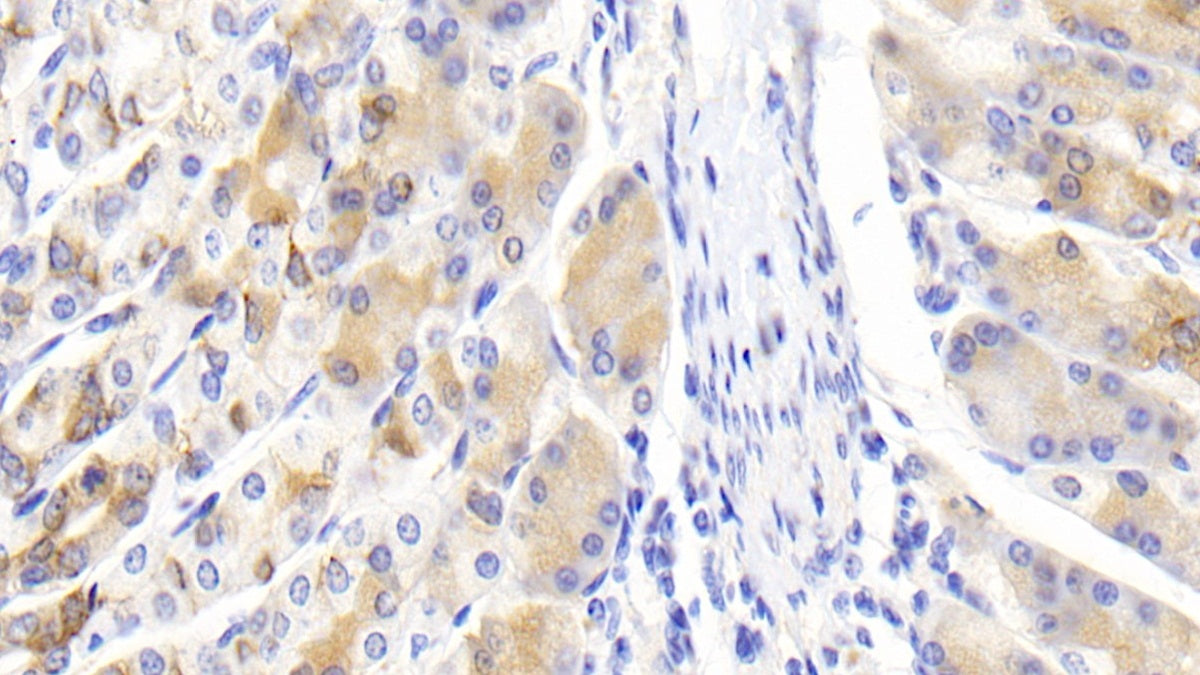 DAB staining on IHC-P; Samples: Mouse Stomach Tissue