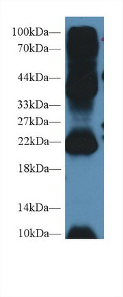 Western Blot; Sample: Recombinant protein.