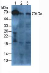 Western Blot; Sample: Recombinant AFM, Human.