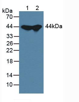 Western Blot ; Sample: Recombinant ADK, Mouse.