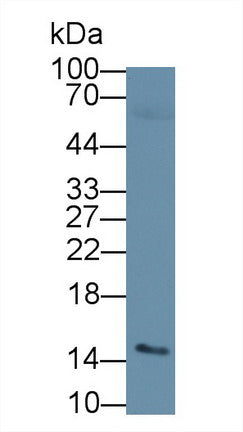 Western Blot; Sample: Recombinant protein.