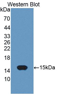 Used in DAB staining on fromalin fixed paraffin- embedded kidney tissue