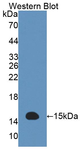 Acylphosphatase 2 (ACYP2) Polyclonal Antibody - image 2
