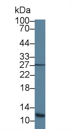 Western Blot; Sample: Recombinant protein.