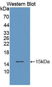 Used in DAB staining on fromalin fixed paraffin- embedded Kidney tissue
