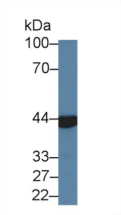 Western Blot; Sample: Recombinant protein.