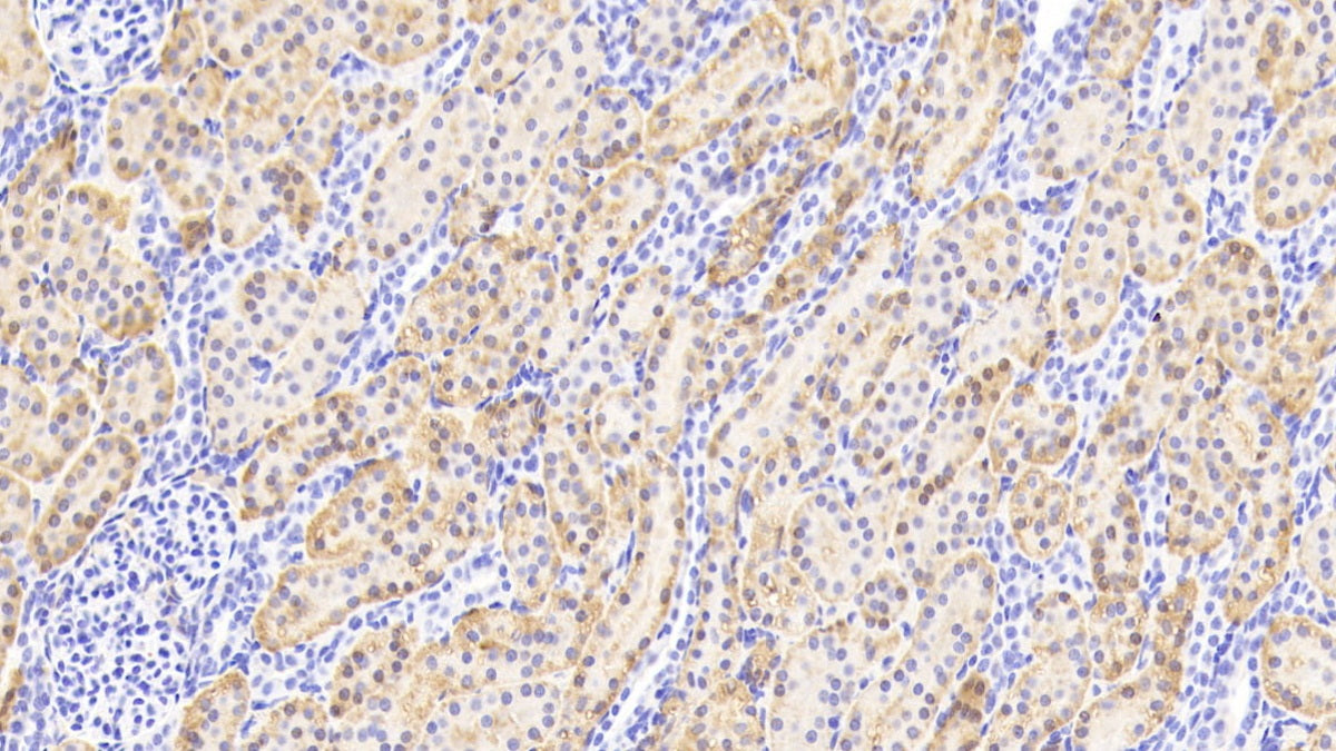 Aminoacylase 1 (ACY1) Polyclonal Antibody - image 5