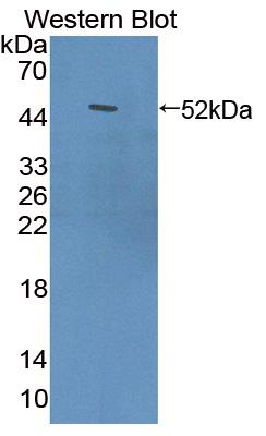 Used in DAB staining on fromalin fixed paraffin- embedded kidney tissue
