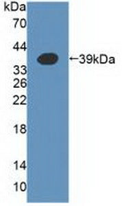 Western Blot; Sample: Mouse Testis lysate; Primary Ab: 5μg/ml Rabbit Anti-Human a4GALT Antibody; Second Ab: 0.2µg/mL HRP-Linked Caprine Anti-Rabbit IgG Polyclonal Antibody;