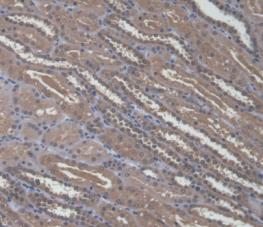 Alpha-1,4-Galactosyltransferase (a4GALT) Polyclonal Antibody - image 5