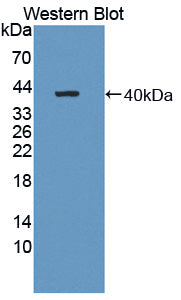 Western Blot; Sample: Lane1: Human Placenta lysate; Lane2: Hela cell lysate; Primary Ab: 3μg/ml Rabbit Anti-Human AASDHPPT Antibody; Second Ab: 0.2µg/mL HRP-Linked Caprine Anti-Rabbit IgG Polyclonal Antibody;