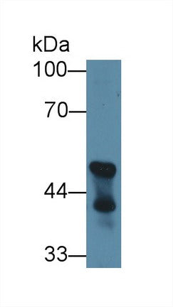 Western Blot; Sample: Recombinant protein.