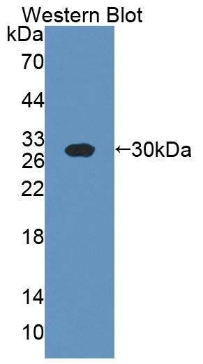 2',3'-Cyclic Nucleotide 3'-Phosphodiesterase (CNP) Polyclonal Antibody - image 2