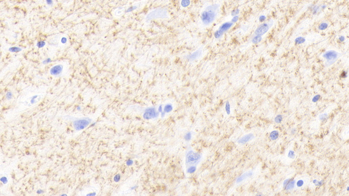 2',3'-Cyclic Nucleotide 3'-Phosphodiesterase (CNP) Polyclonal Antibody - image 4