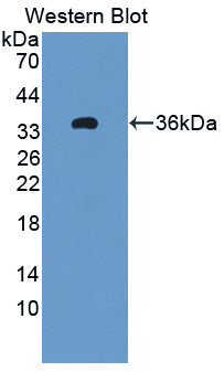11-Beta-Hydroxysteroid Dehydrogenase Type 1 (HSD11b1) Polyclonal Antibody - image 2