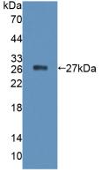 Protein Tyrosine Phosphatase Receptor Type F (PTPRF) Polyclonal Antibody - image 2